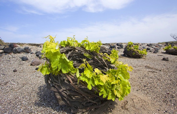 Vine cultivation in Santorini
