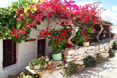 Old house with colorful flowers in its yard. Vroutsis village, Amorgos.