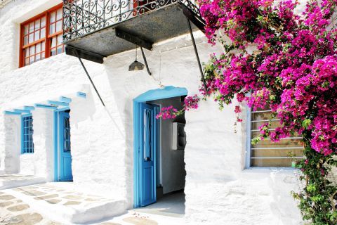 A traditional house, painted in white and blue colors. Beautiful, fuchsia flowers perfectly decorate the vintage building. Ioulida, Kea.