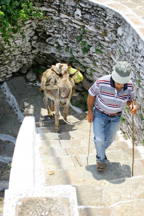 Donkeys are generally used for carrying materials and people, who use them as a mean of transport.