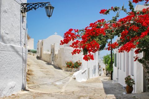White buildings with colorful flowers, Milos.