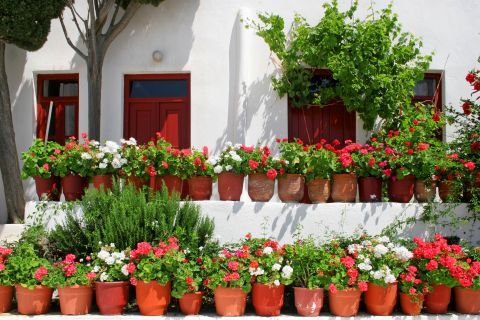 Vintage Cycladic building with flowers