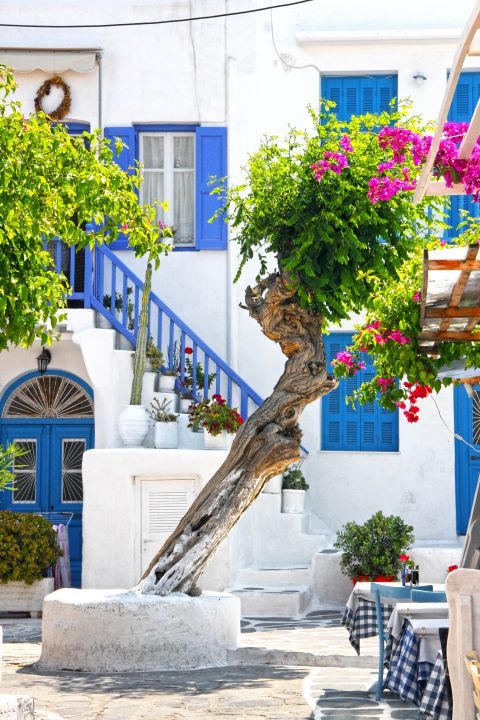 Beautiful, Cycladic house with colorful trees.