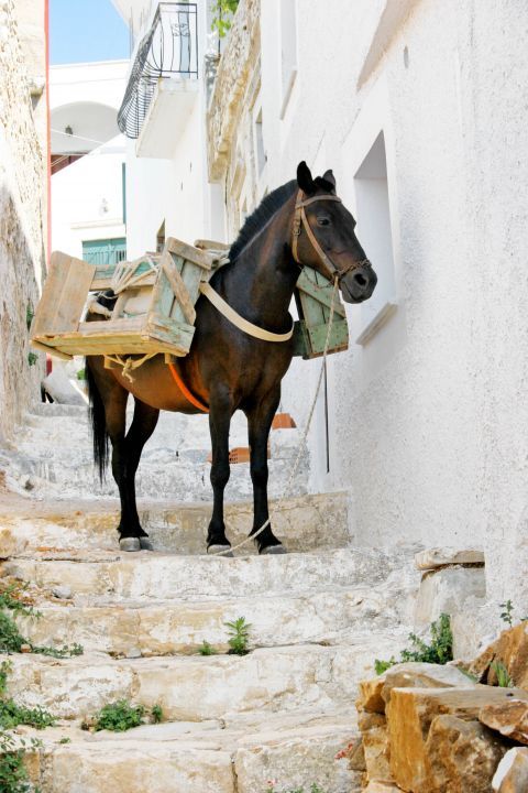 A lovely donkey. Apiranthos village.