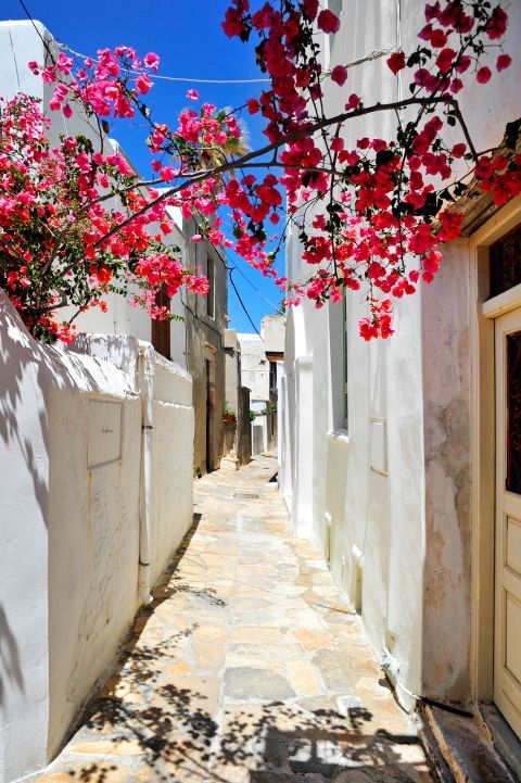 Fuchsia flowers and whitewashed buildings.