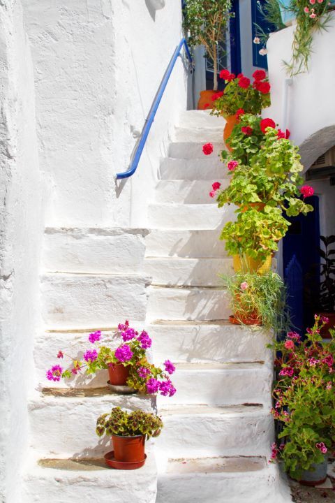 Whitewashed stairs, decorated with lovely flowerpots.