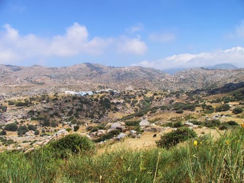 Dense vegetation on the mountainsides of Volax village, Tinos.