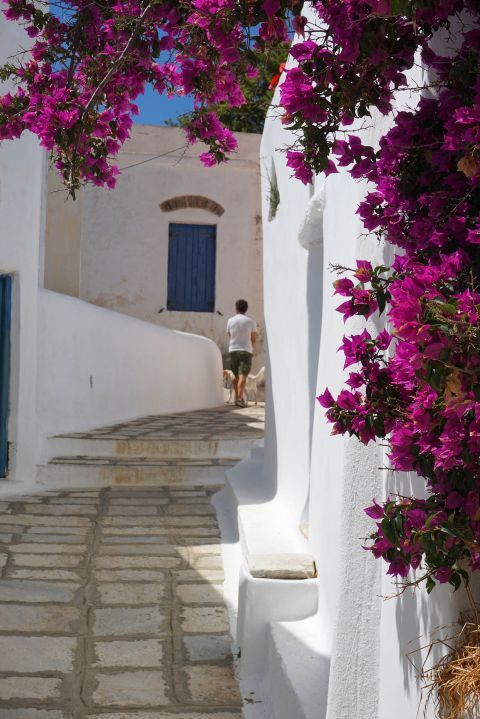 Bougainvillea and marble alleys 