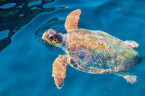 The Sea Turtle Caretta-Caretta can be found in the most shores of Zakynthos