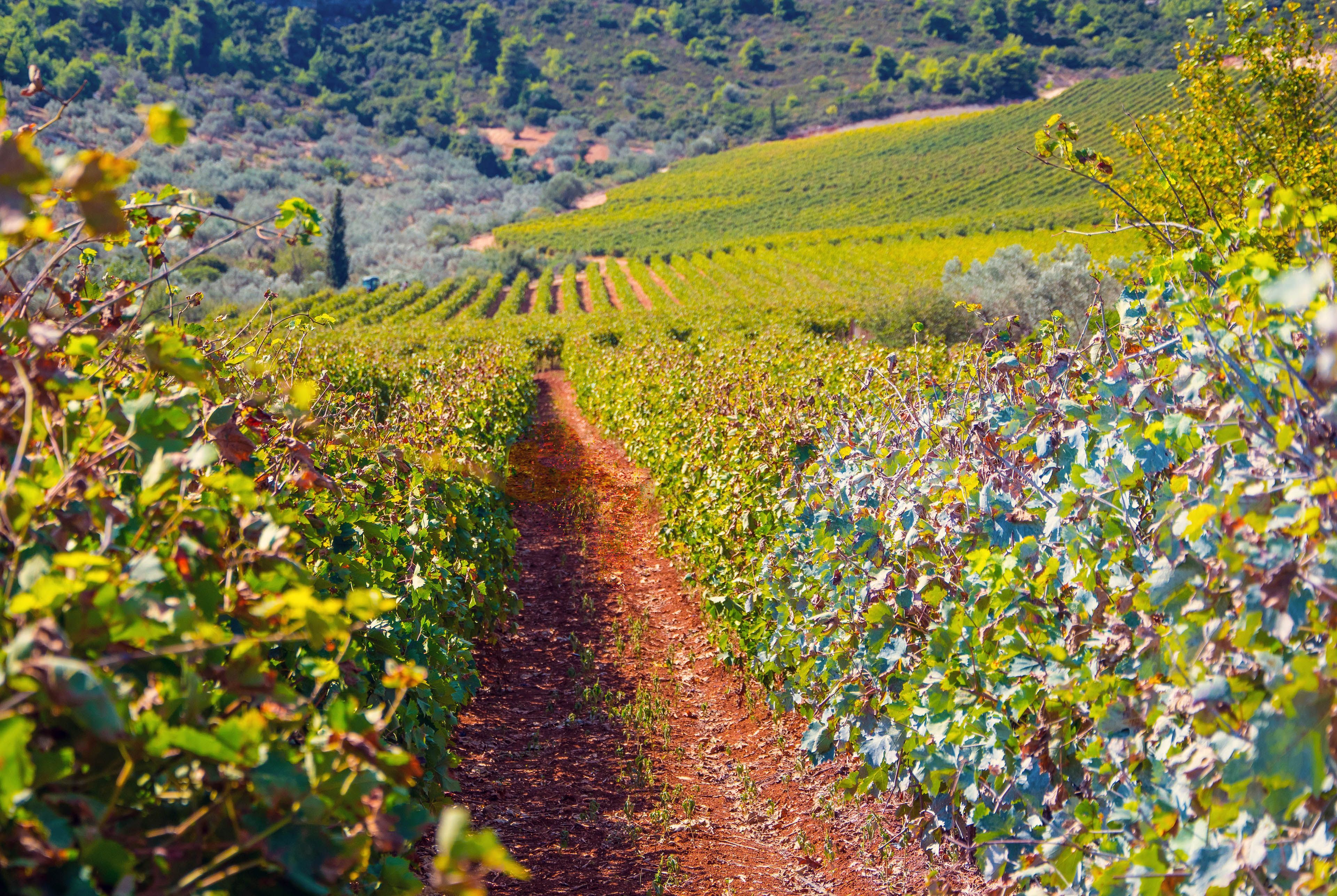 vineyard tour greece