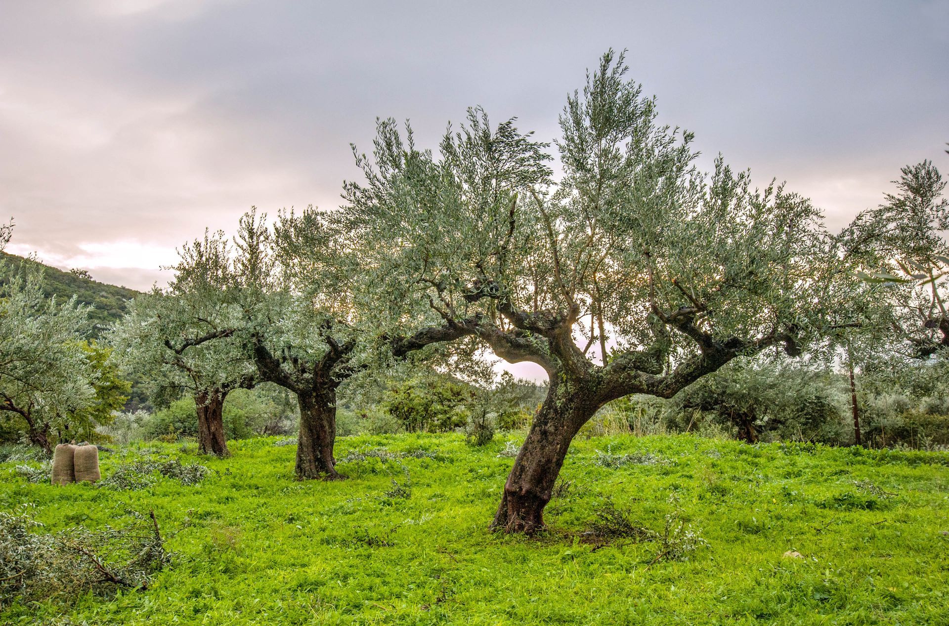 Sparti: Olive trees