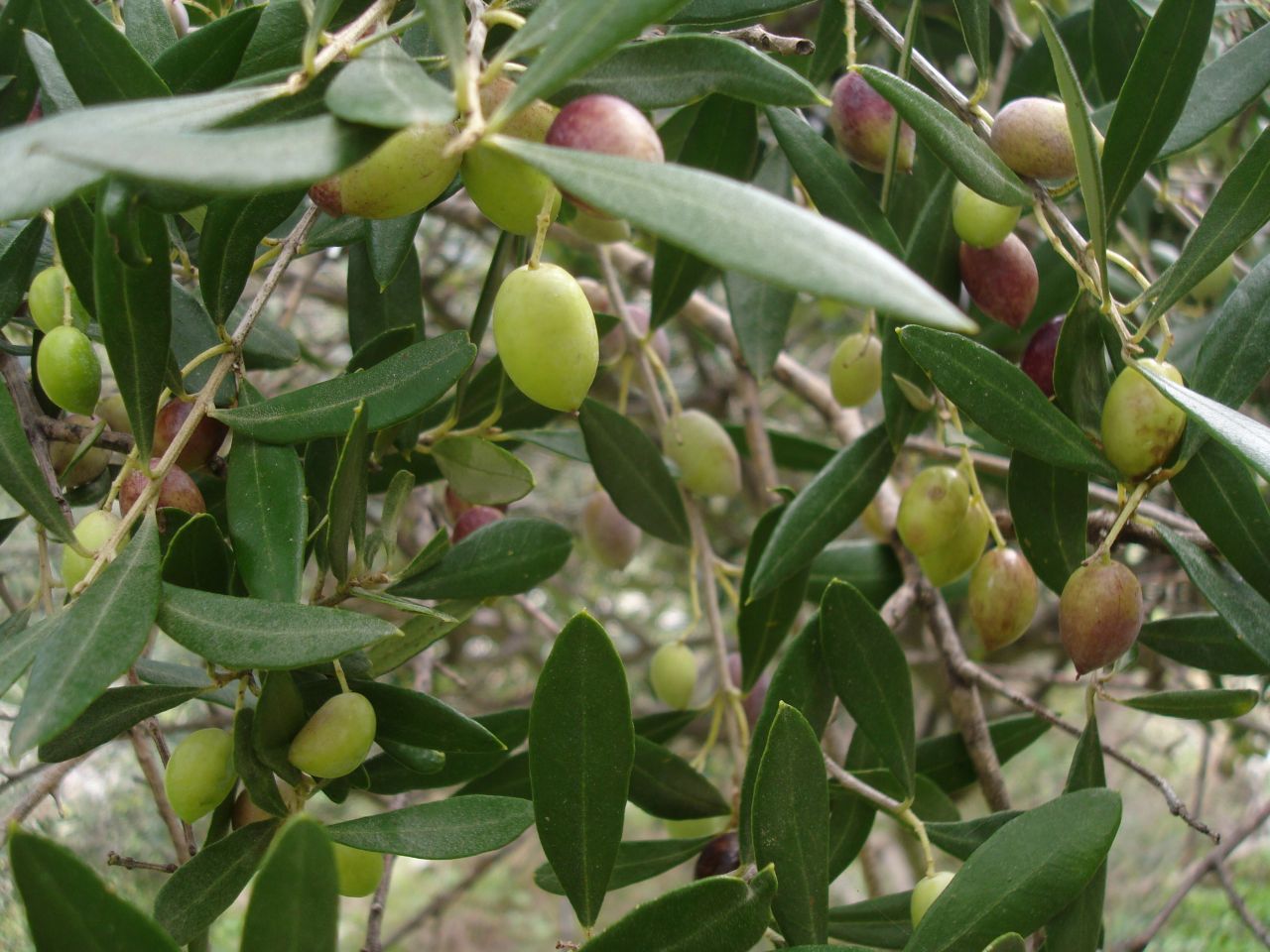 The olive route walking tour | Greeka