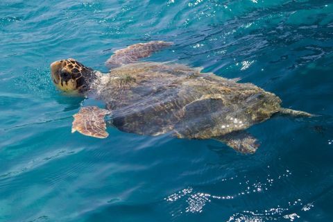 Turtle Spotting Cruise on a Glass Bottom Boat 1