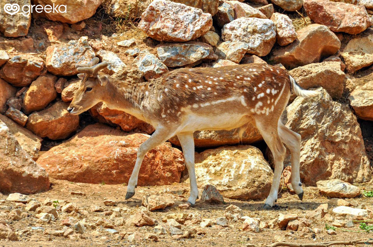 Deer Dama-Dama in Rhodes, Greece | Greeka