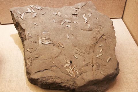Prehistoric Thera Museum: Exhibit with olive tree leafs decorations, found in the Museum of Prehistoric Thera