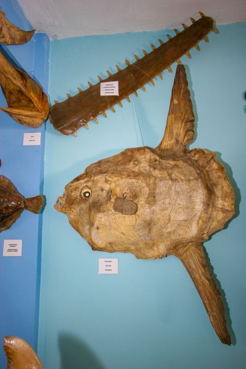 Sea Shell Museum: A sun fish