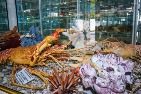 Sea Shell Museum: A Palinurus Vulgaris (Crawfish)
