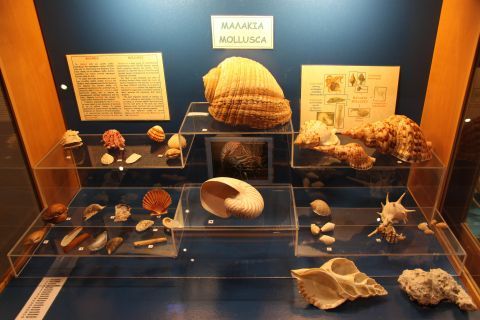 Aquarium: Mollusca collection.