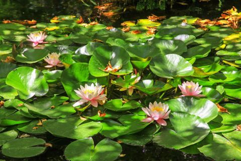 Rodini Park: Water lilies.