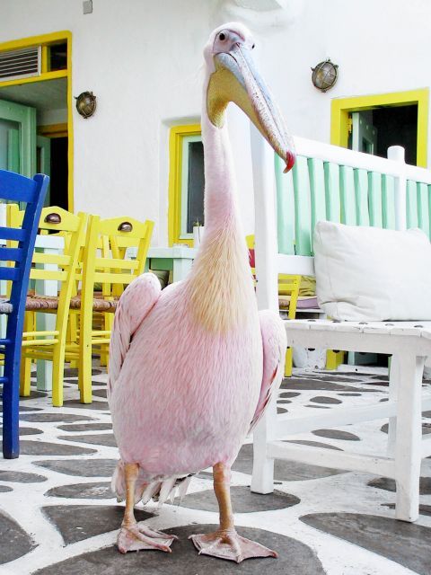 Peter the Pelican: These cute creatures stroll around Mykonos