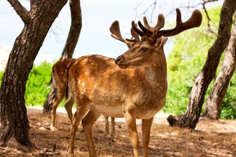 Moni Islet: A lovely deer
