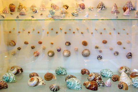Sea World Museum: Colorful shells