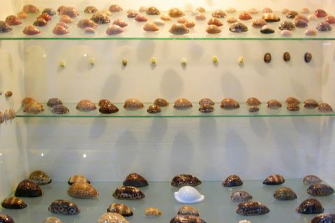 Sea World Museum: Various, interesting shells