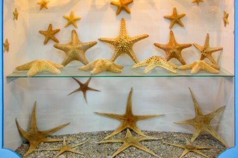 Sea World Museum: Sea stars.