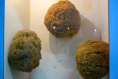 Sea World Museum: Sponges.