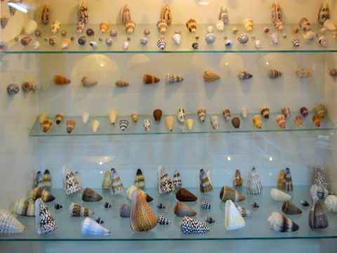 Sea World Museum: Many different shells