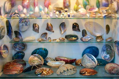 Sea World Museum: Different, colorful shells.