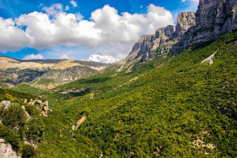 Vikos Gorge: Lush vegetation