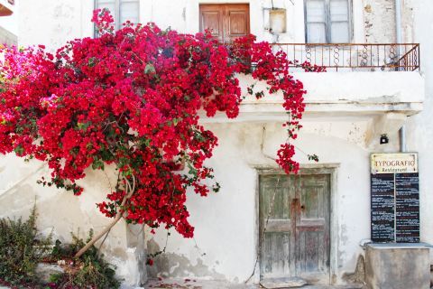 Kastro (Castle): An old Cycladic house with a colorful tree