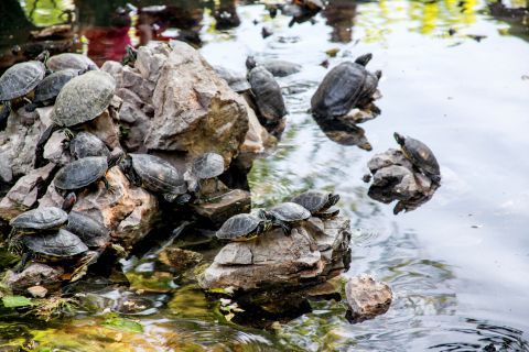 National Gardens: A small lake with turtles