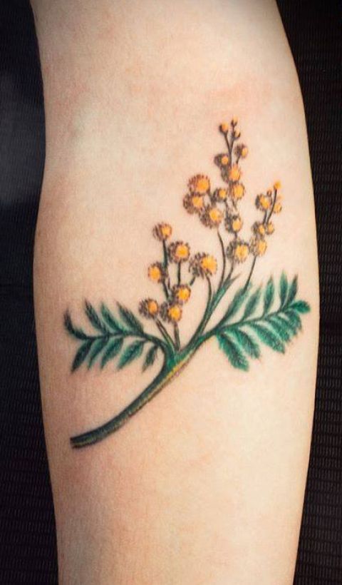 Update 147+ mimosa flower tattoo latest