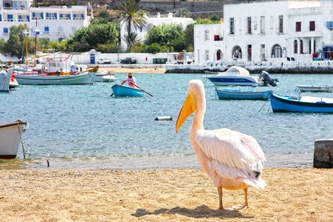 Town: A lovely pelican