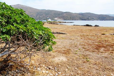 Maltezi: A tree and short vegetation
