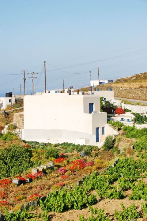 Ano Meria: A Cycladic house surrounded by vegetation