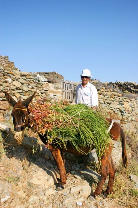 Ano Meria: A local with his donkey