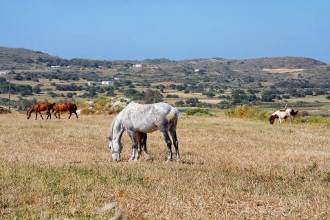 Zefyria: Lovely horses