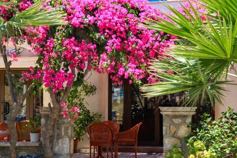 Massouri village: A cozy spot with colorful flowers