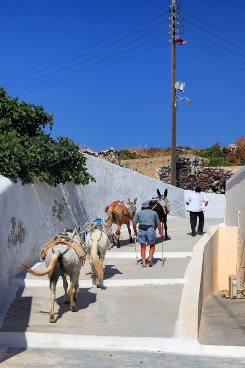 Messaria: Donkeys of Santorini