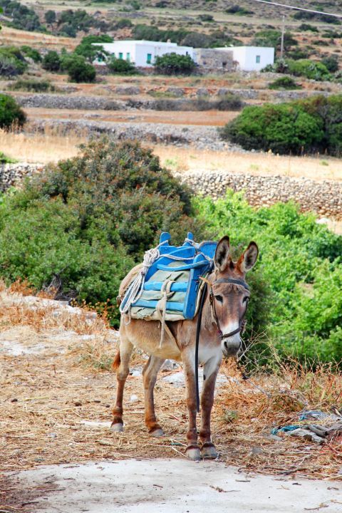 Kalofana: A lovely donkey