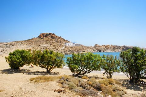Agios Sostis: Sandy beach with trees