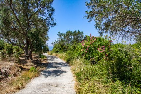 Chorio: A narrow road with dense vegetation on its sides.