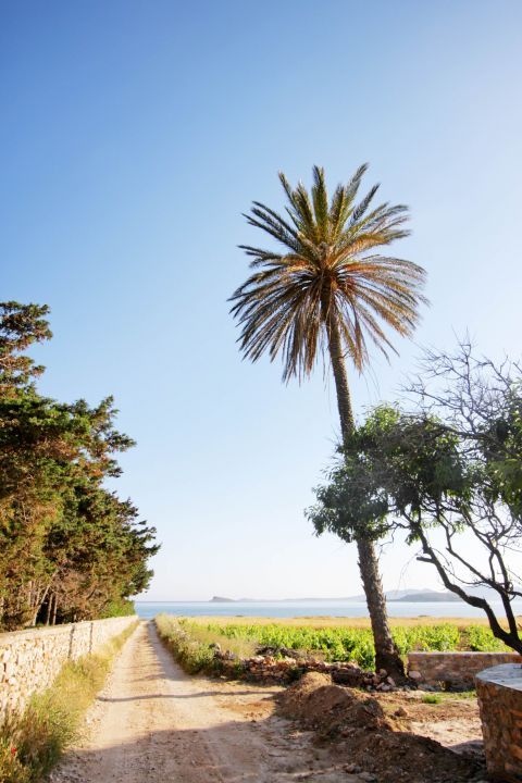 Voutakos: Tall trees close to the beach