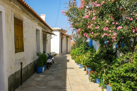 Manolates: Bloomed flowers on the narrow streets of Manolates.