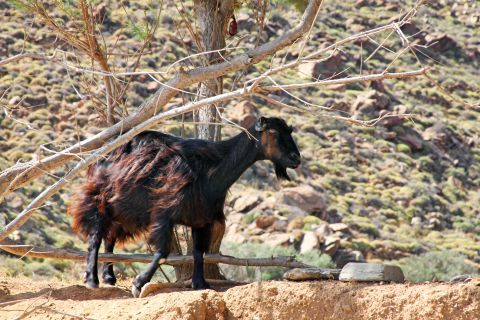 Hohlakas: A lovely goat