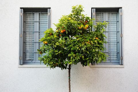 Mets: Sour orange tree