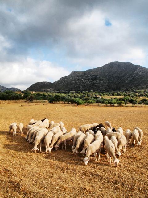 Damarionas: Sheep